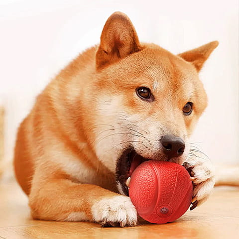 Pet toys